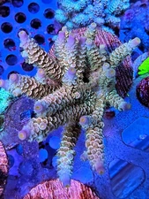 Frag of Jason Fox JF Pimped Out Rainbow Tenuis Acro Live Coral LPS SPS Frag HG