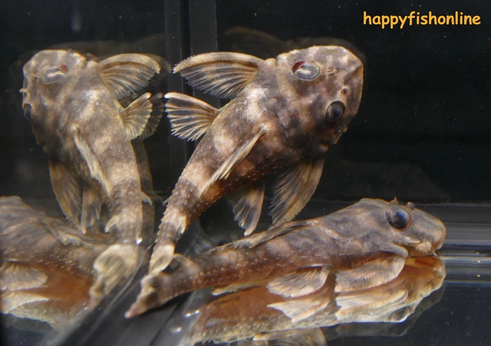 BREEDING PAIR OF L052 ATABAPO BUTTERFLY PLECOS! CHAMELEON LIKE FISH! WC 8-10 CM - Image 2 of 4