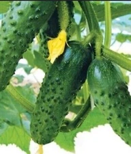 Cucumber Merengue F1 Professional 10 Seeds  Hybrid Cucumber
