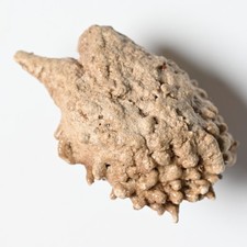 (Sub) Fossile Buchecker Gerolsteiner Sprudel Quelltuf Kalktuff Rezent Quellkalk