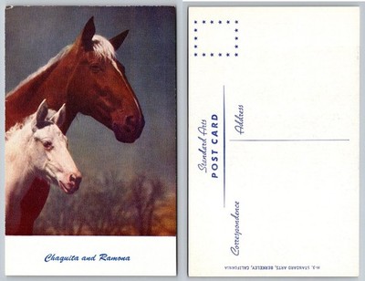 Vintage Postcard: Chaquita & Ramona Horses Mare Foal Standard Arts Berkeley CA