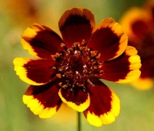 COSMIDIUM BRUNETTE Cosmidium Burridgeanum - 550 Bulk Seeds