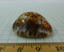 Cypraea depressa, 33mm F++