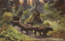 Santa Cruz, CALIFORNIA - Hauling Redwoods by Ox Cart in Big Tree Grove - 1912