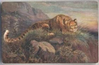 LEOPARDESS. Old and vintage postcard