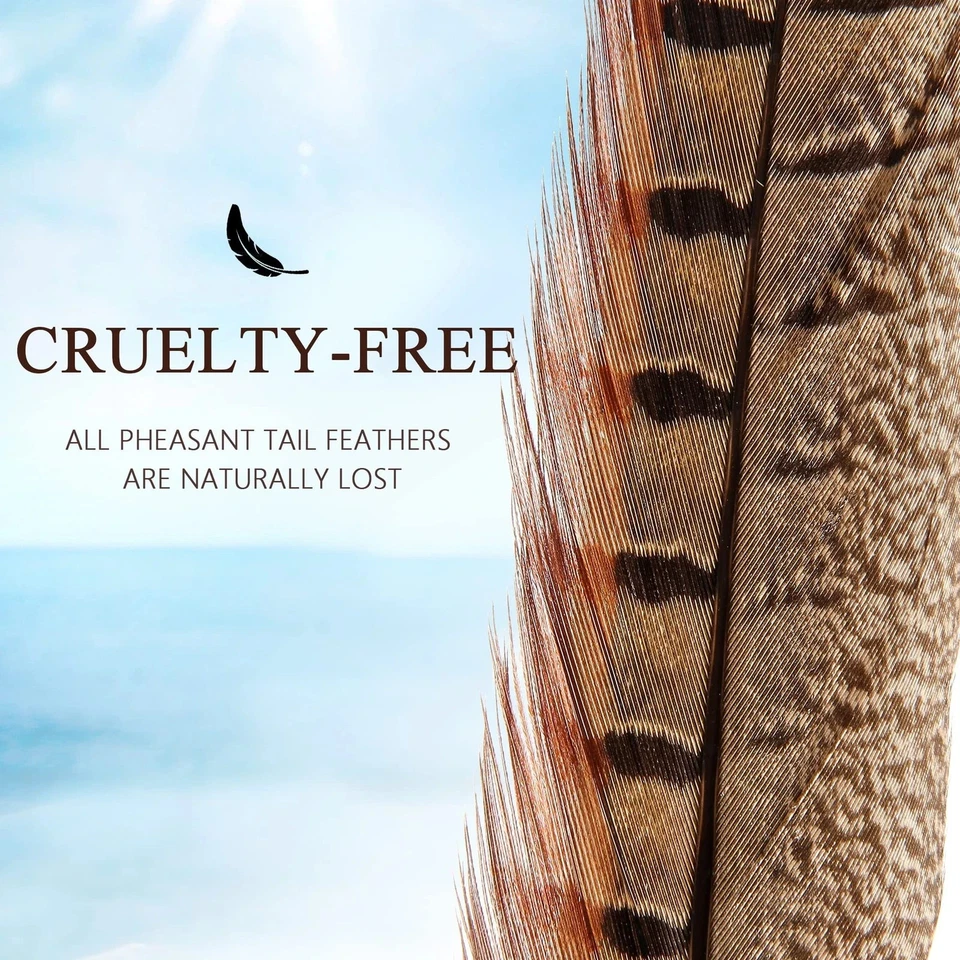 20 plumas naturales de plumas de faisán macho cuello anular 8-10 pulgadas 20-25 cm... Foto 3 de 4