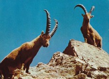 11970 Cartolina Tematica Stambecchi