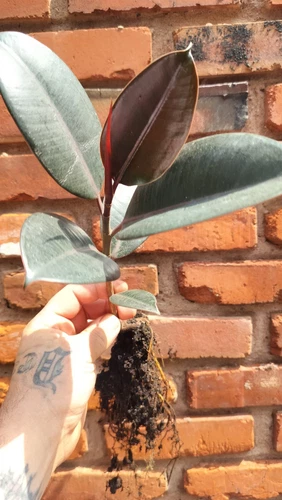 Rubber Tree Plant ' Verna  -Ficus Elastica Live Plant ( Exact Plant)#A