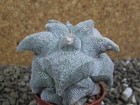 8c23 Astrophytum Hakuran (coahuilense kiko) pot 5,5 cm