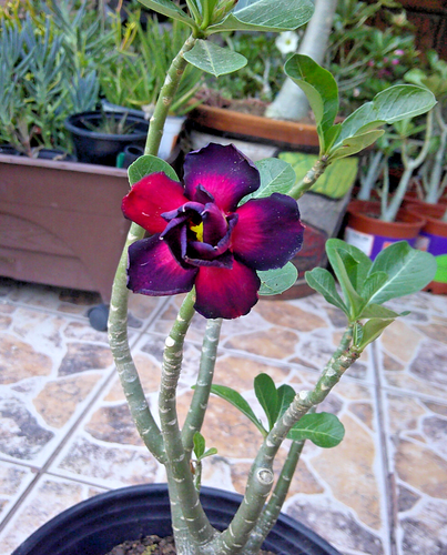 Desert Rose Adenium Obesum "Purple Fire" Big Size Bonsai Flowering Live Plant