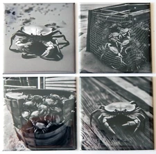 Black and White Crab FRIDGE MAGNET Set
