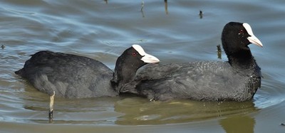 Foto 6x4 Coots, Hafen von Belfast (Mai 2017) Queens Island zwei der wenigen c2017
