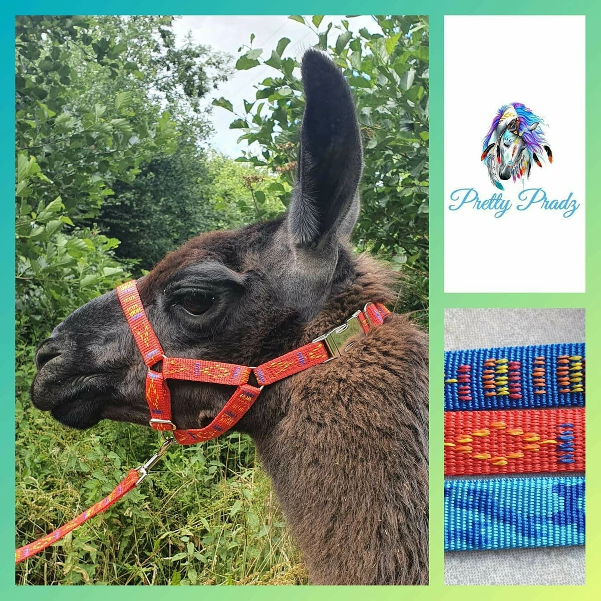Alpaca head collars 2025