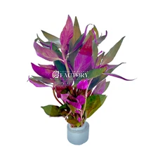 Alternanthera Lilacina | Aquarium Plants Factory®