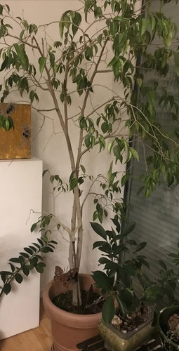 Büro-und Zimmerpflanze grüner Ficus benjamini - Birkenfeige-190 cm hoch - Bild 6 von 8