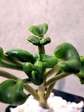 Kalanchoe Monstrose Unique Plant Succulent