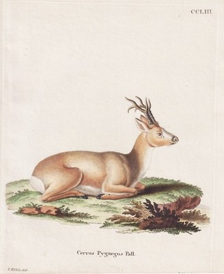 Sibirisches Reh Hirsch Siberian roe deer Jagd hunting Kupferstich Schreber 1774