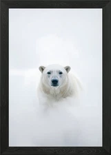 Polar Bear in Snow Framed Wall Art Poster Canvas Print Picture