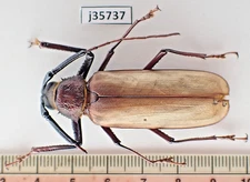 j35737. Insects, Cerambycidae sp. Vietnam South