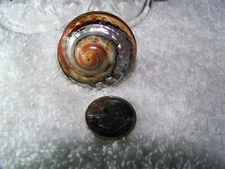 Sterling Silver  African Turban shell adjustable size ring.
