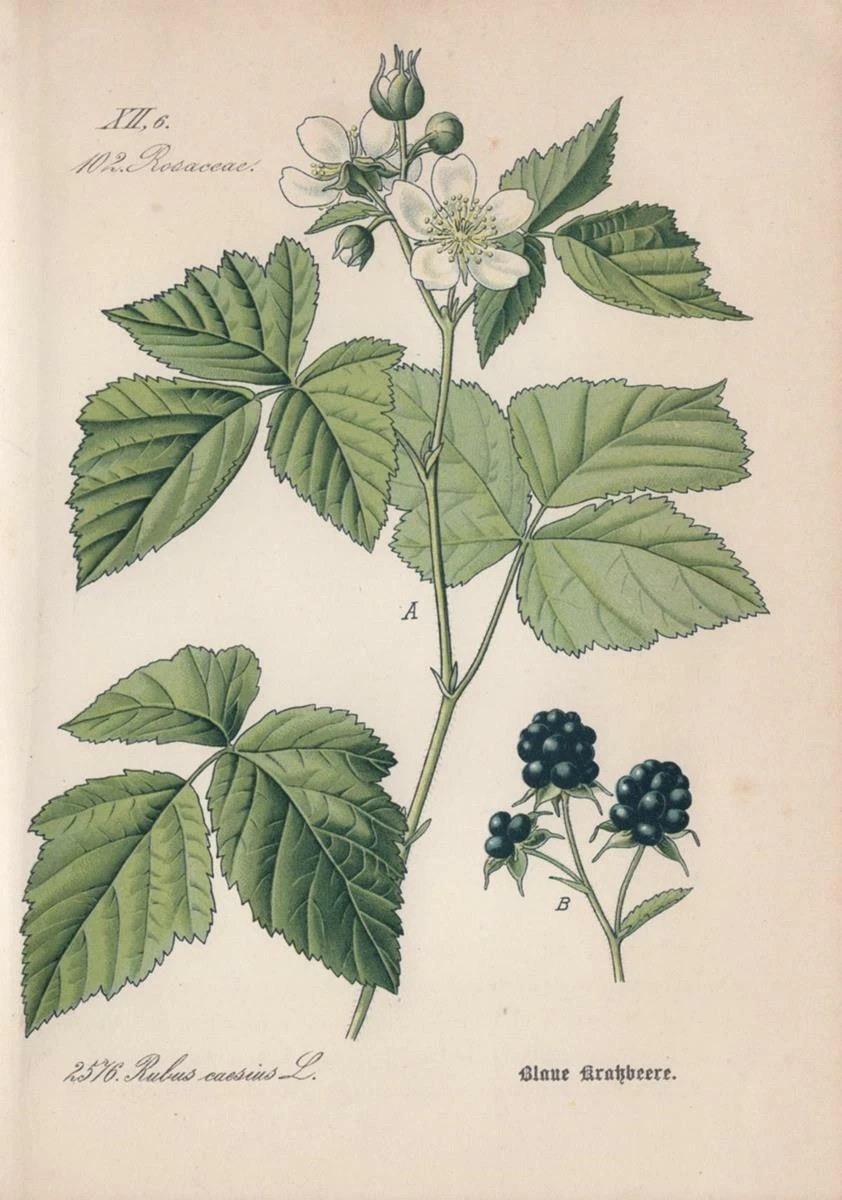 Dewberry (Rubus Caesius) Chromo-Lithographie From 1885 European Dewberry |  eBay