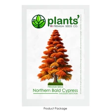 Northern Bald Cypress Tree | Premium Seeds | Taxodium distichum 'Fall' | Plants'