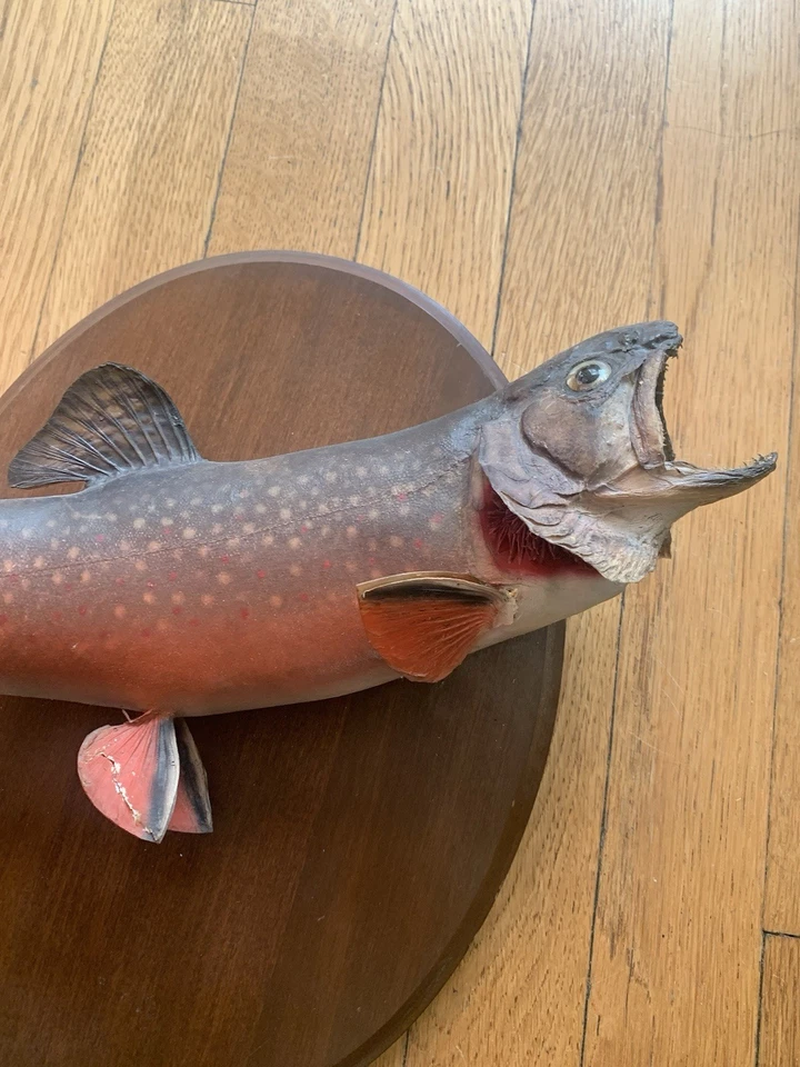 "Taxidermia de plaga de montaje en pared trucha vintage Georgia Harper's 12"" como está" Foto 2 de 4
