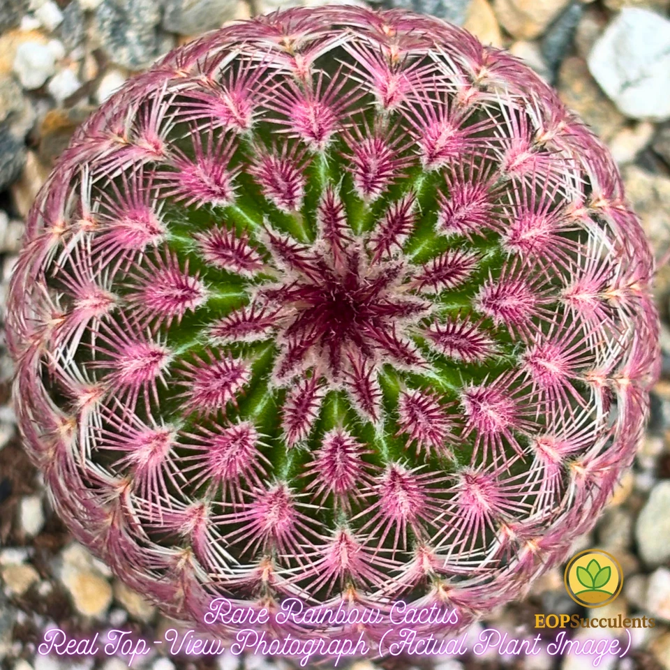 Rare Rainbow Cactus – 2" Echinocereus rubispinus, 3.5” Pot Live Succulent Plant - Image 2 of 4