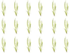 18 Plant Pack Valisnaria Vals Live Aquarium Plants