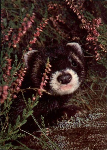 Cartolina donazione ostello della gioventù motivo animali animali animali animali ILTIS color AK - Foto 1 di 2