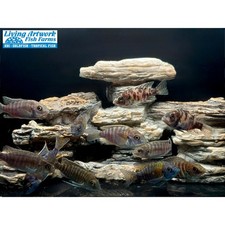 Assorted Peacock Cichlid - Aulonocara sp. - Live Aquarium Fish