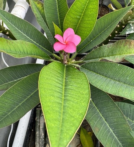 Plumeria Rubra Frangipani plants. All UK grown from seeds, not from cuttings - Picture 23 of 24