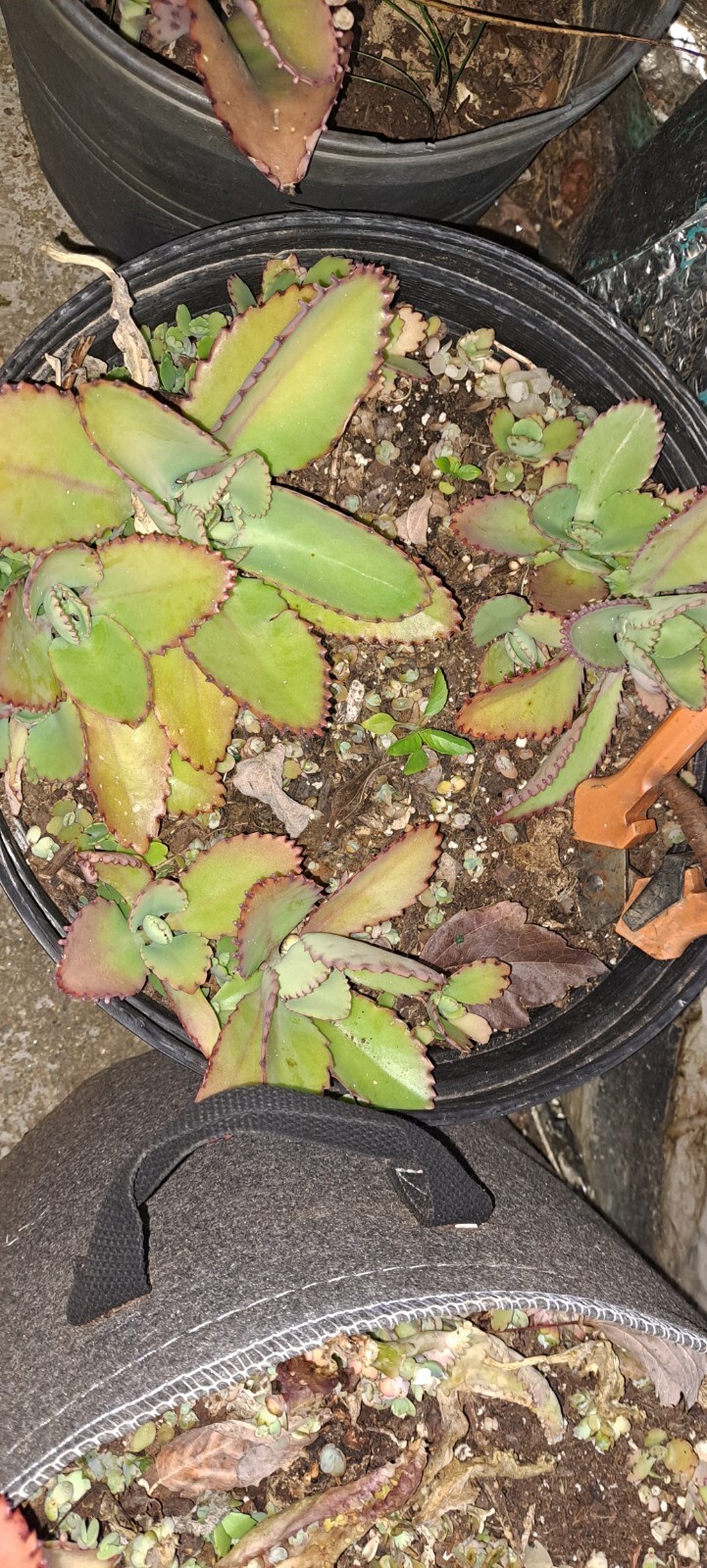 Picture 2 of 2
