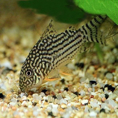 STERBAI CORY CORYDORAS TROPICAL FISH CATFISH LOTS MORE SPECIES