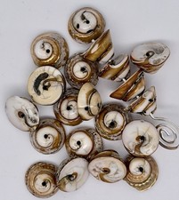 Lot Of 10 Shell Shell Beads For Jewelry Beadi...