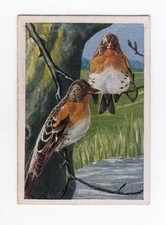 Cigarette Card c1930 Bird - Finches