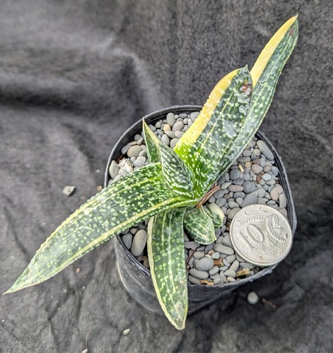 Gasteria carinata v verrucosa variegata VARIEGATED succulent plant Haworthia fam - Picture 2 of 6