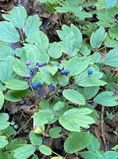 10  Blue Cohosh Bare Roots Caulophyllum Thalictroides