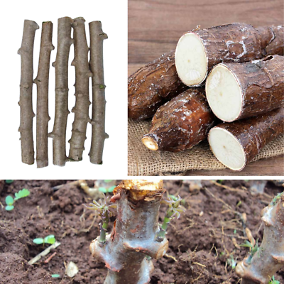 Pack Of 5 Yuca Cassava Plant Cuttings - Sweet Yuca Root Stems 4-7 Inches, Vegetable For Outdoor Garden, Tropical Growing