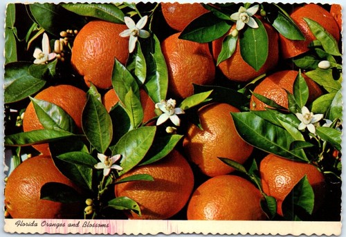 Postal - Naranjas y flores de Florida