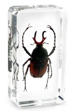 Real Antler Horned Beetle Insect Paperweight Specimen Taxidermy - Medium Block