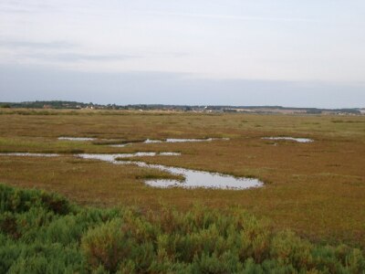 Foto 6x4 Salzwiesen von Gun Hill Burnham Overy Staithe einige gut entwickelt c2003
