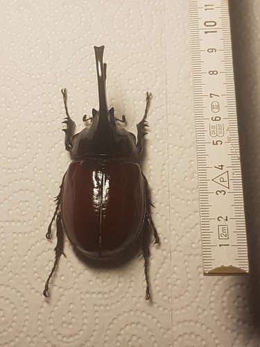 Augosoma Centaurus 84mm Männchen