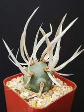 Tephrocactus Articulatus exotic rare cacti paper spines succulent cactus plant 2
