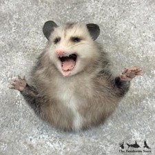 #29932 P| Opossum 1/2 Life-Size Taxidermy Mount For Sale