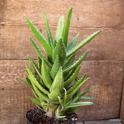 aloe vera for your face Aloe Vera Gel 12 oz | Unscented | For Face, Scalp & Hair main image 0