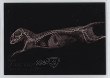2024 Topps Allen & Ginter X-Ray'd Dwarf Mongoose #XR-14