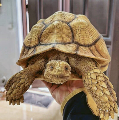 Geochelone Sulcata Plus Version Painted Turtle Model Animal Sculpture New Stock
