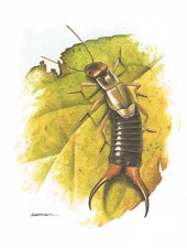 Zwykły robak - obraz z nadrukiem artystycznym - 25,5 x 17,5 cm