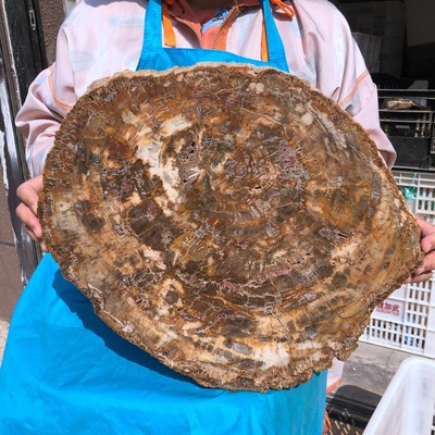 22.66LB Large Natural Petrified Wood Crystal Fossil Slice Shape Specimen Healing